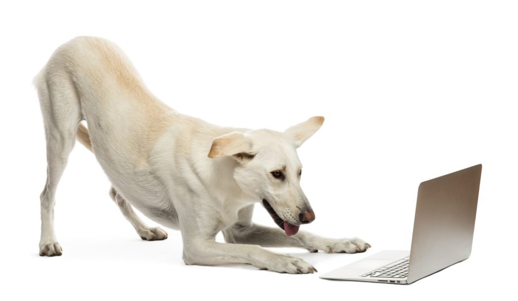 Crossbreed dog looking at laptop against white background