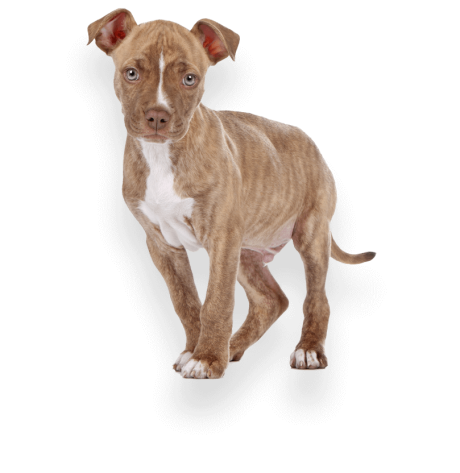 example-pet-photographer-isolated