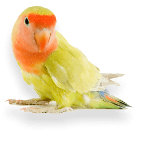 example-pet-photographer-isolated-bird