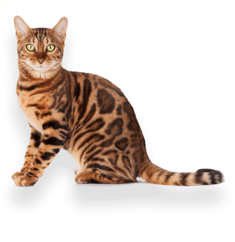 example-pet-photographer-isolated-cat