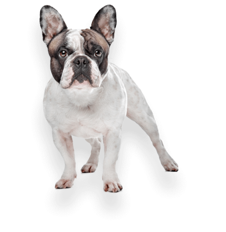 example-pet-photographer-isolated-frenchie