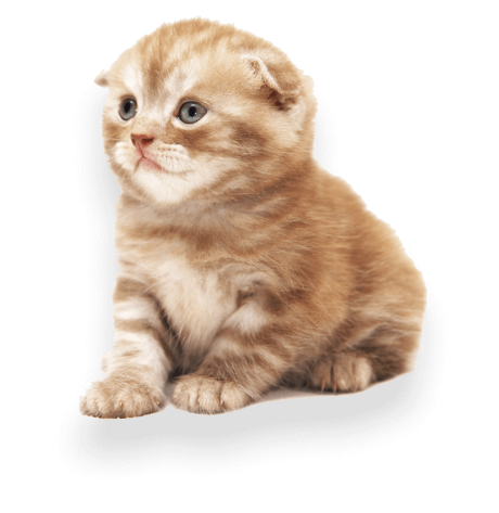 example-pet-photographer-isolated-kitten