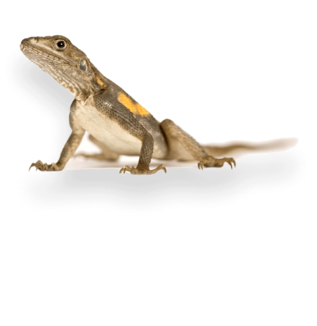 example-pet-photographer-isolated-reptile